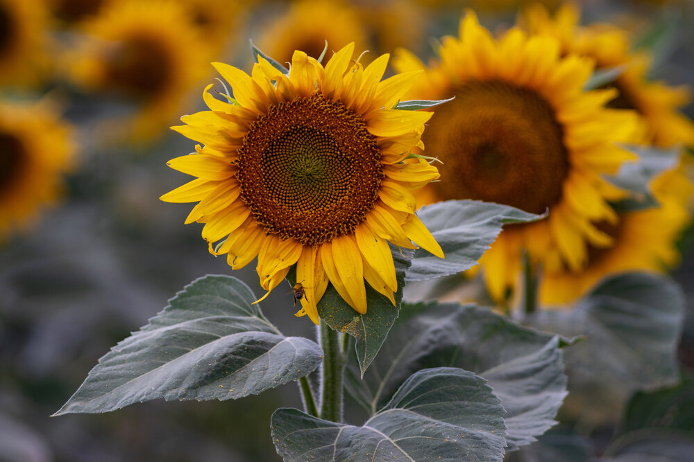 Photograph by Наталья Пилипенко