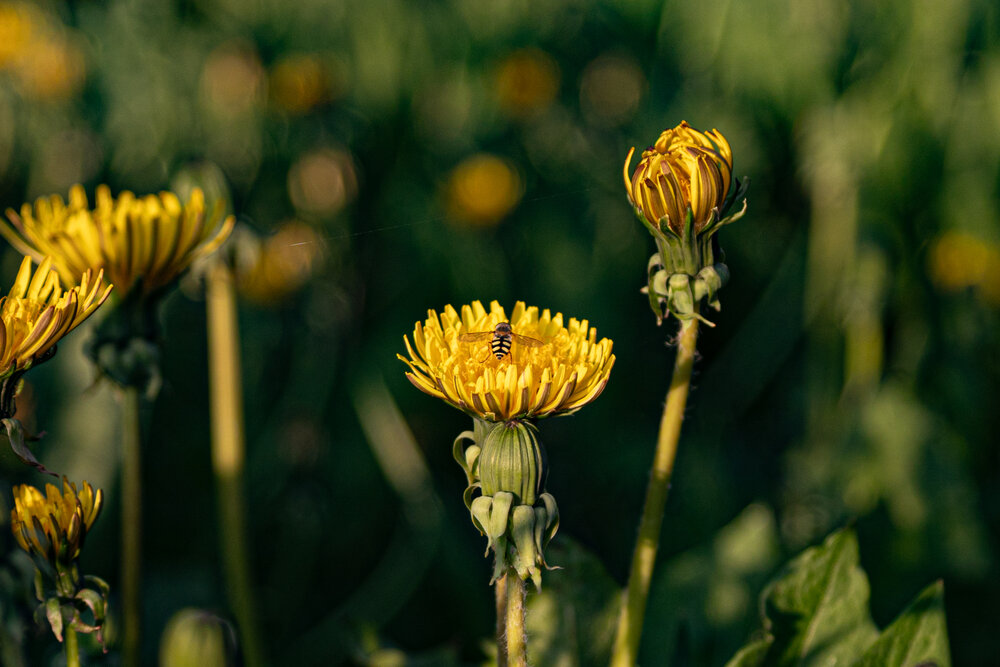 Photograph by Полина Казазаева
