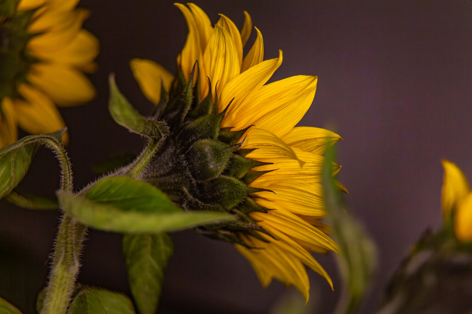 A beautiful detailed close up macro photograph showing the back view of a blooming yellow sunflower helianthus annuus with green stem leaves during a sunny day
