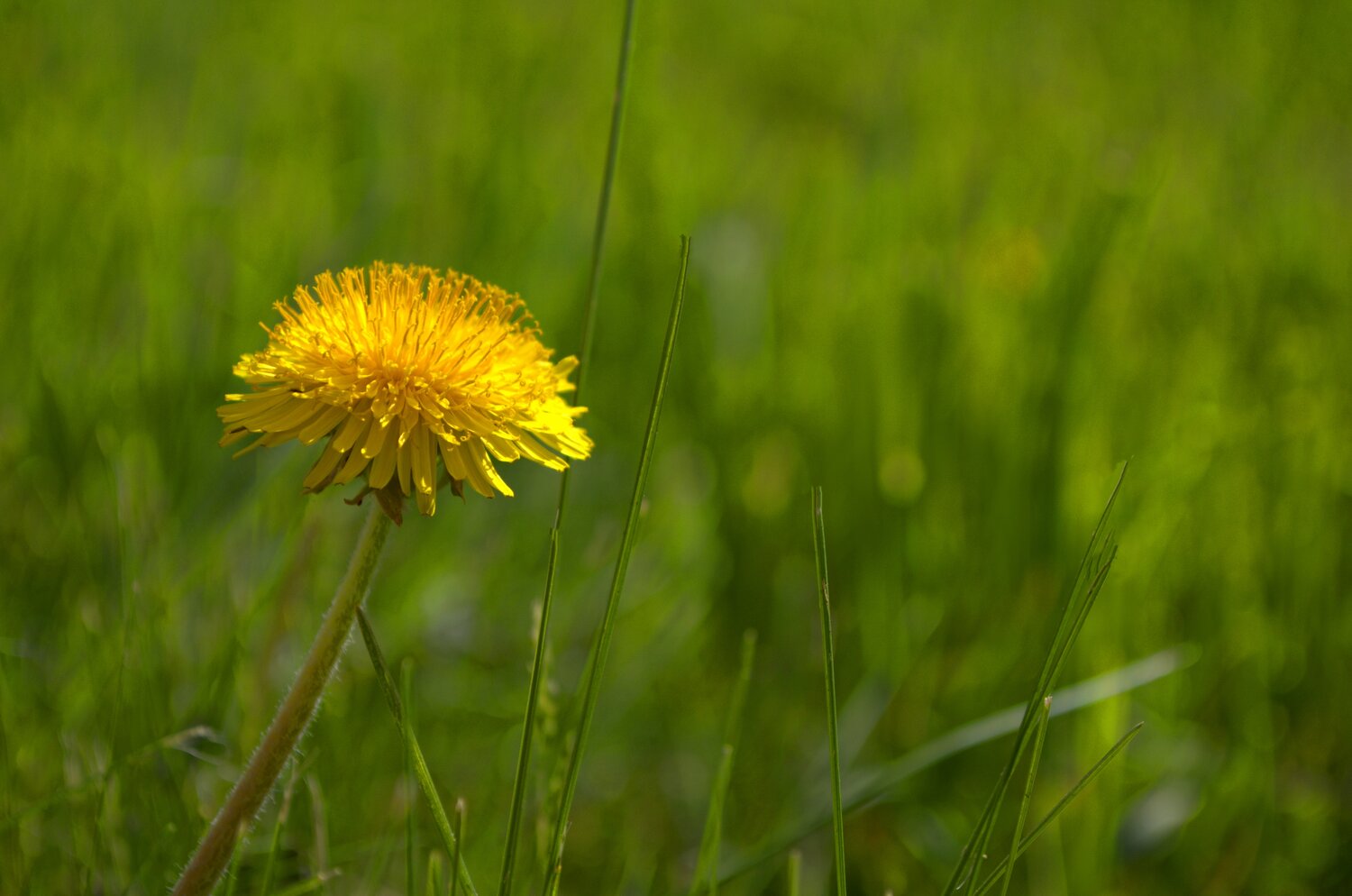 Photo #13845896