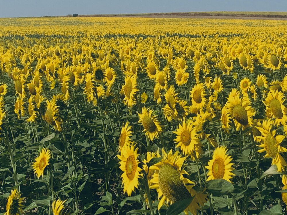 Photograph by Carmen Meló Mansanet