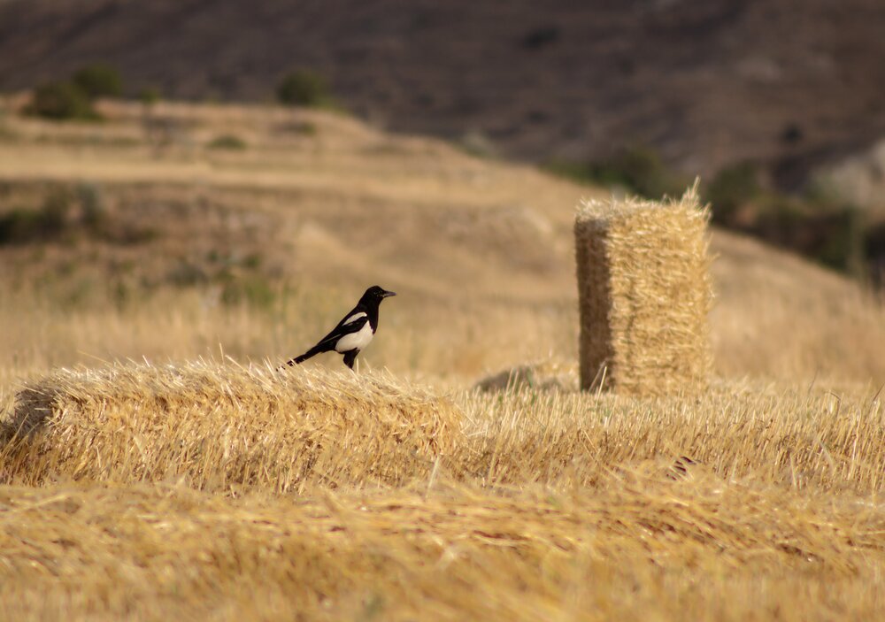 Photograph by MOJDEH NOROUZI