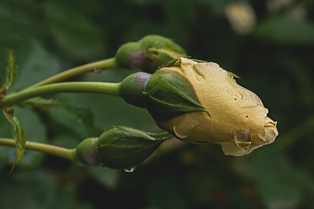 Photo #13846602