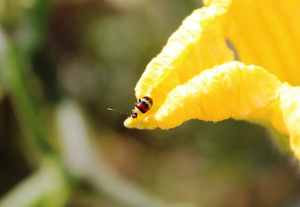 ID: Beetle and Pumpkin Flower