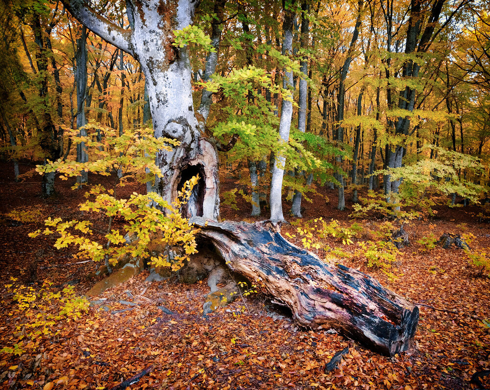 Photograph by Владимир Сковородников