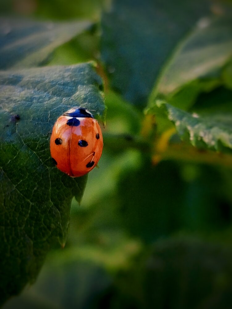 Photograph by Ольга Куцева