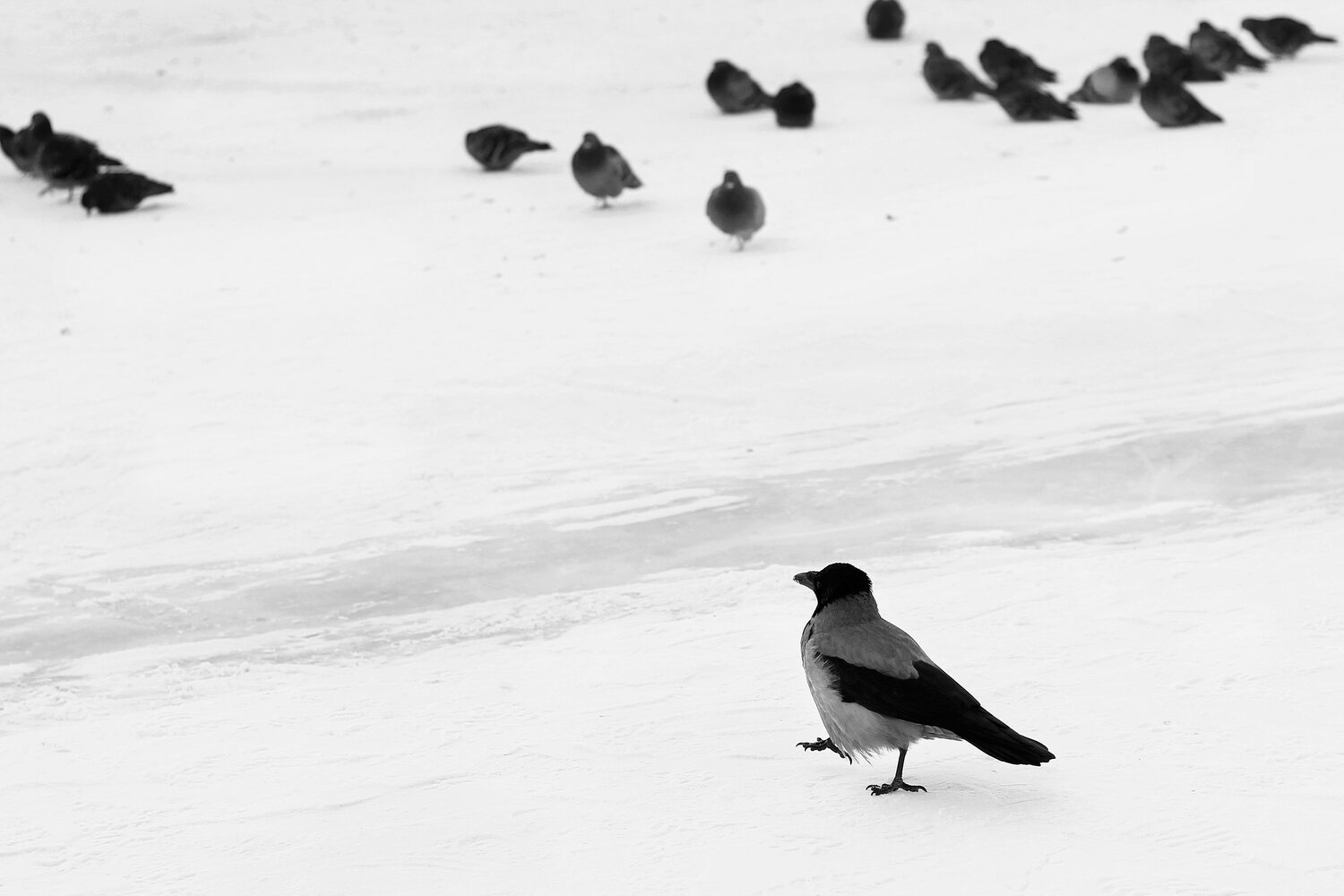 Photo #13847310