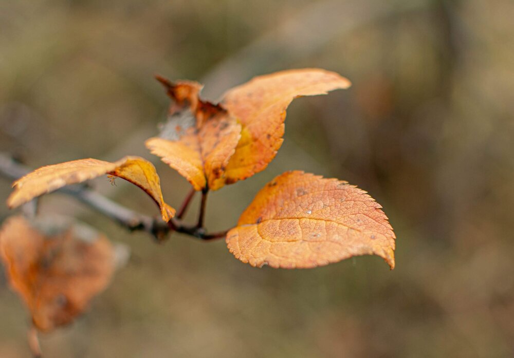 Photograph by Елена Царёва