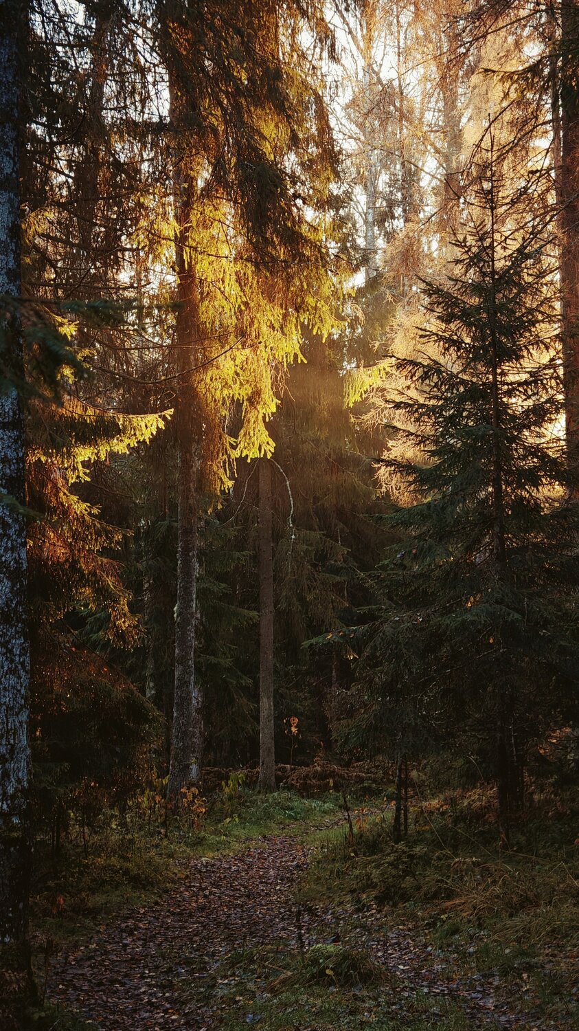Лесная дорога.