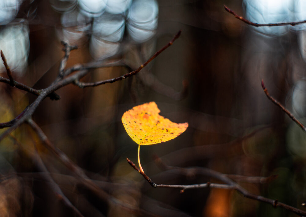 Photograph by Лофицкая Лариса