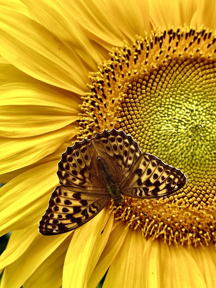 Photograph by Дина Чехова