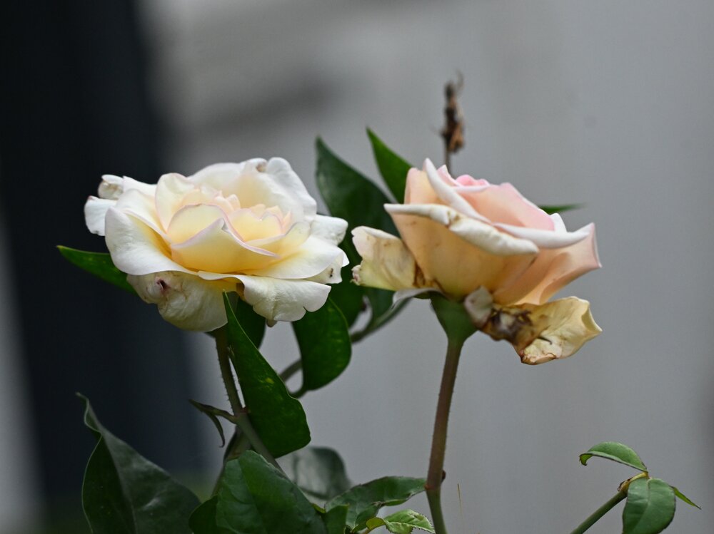 Yellow roses