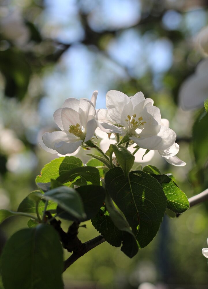 Photograph by Анна Зайченко