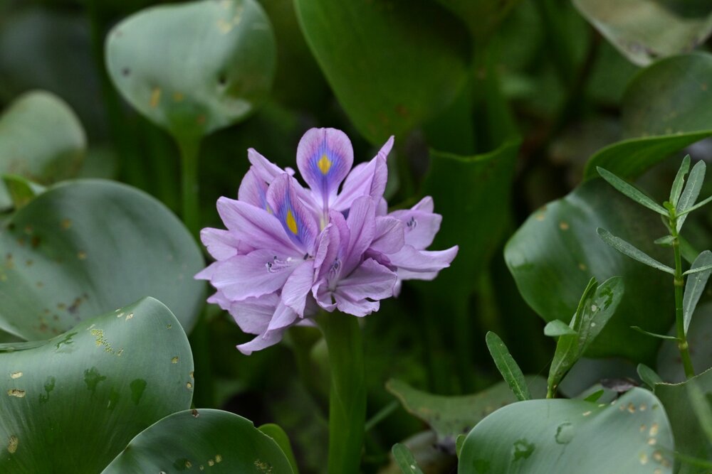 Water Hycinth flower