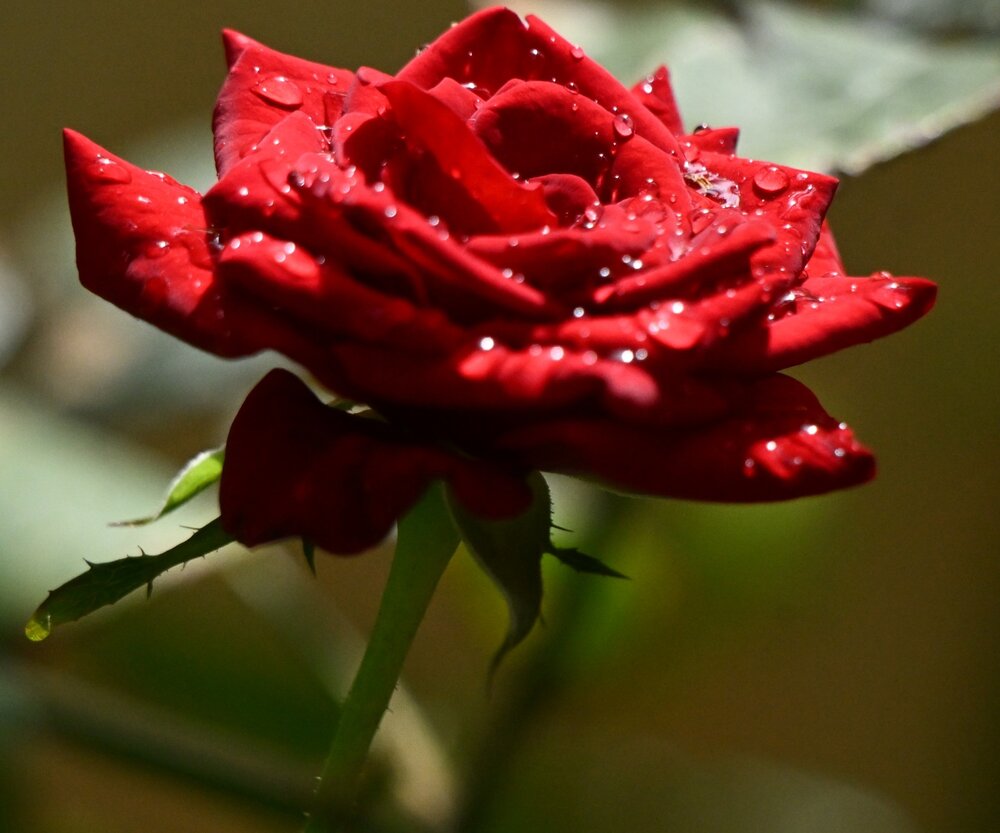 Red rose