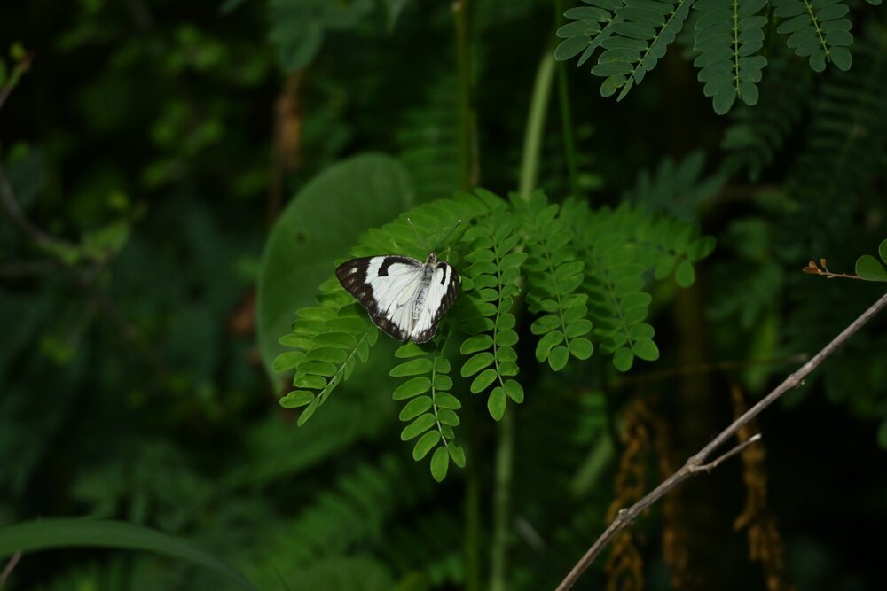 Caper white butterfly