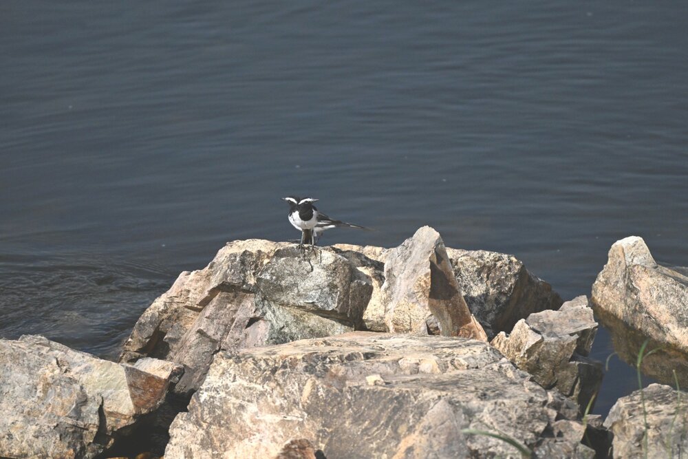 White broed wagatail bird