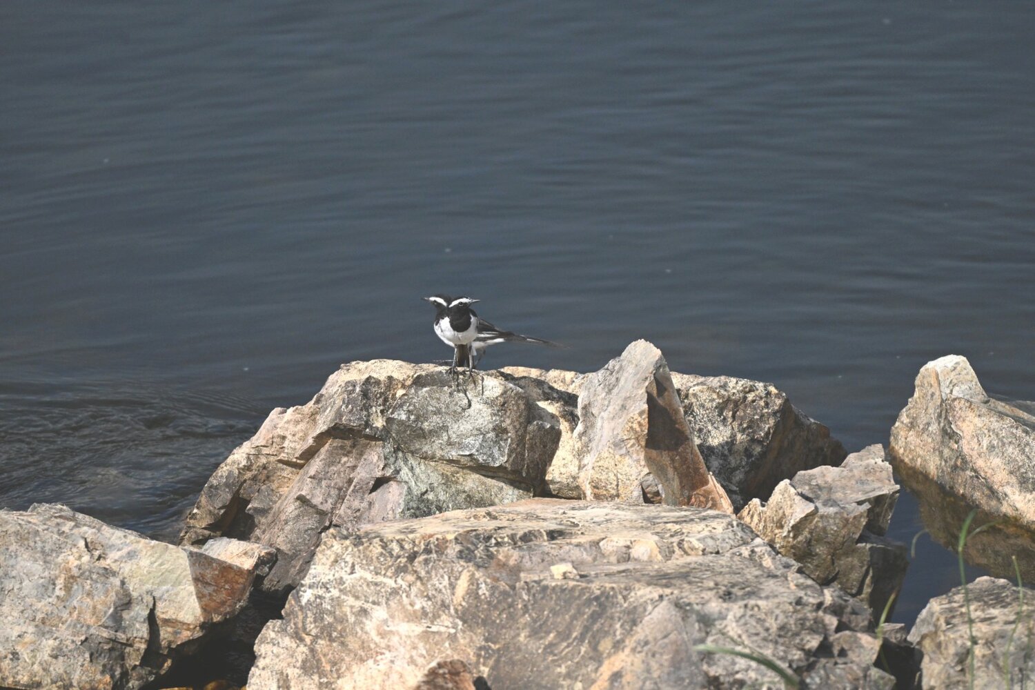 White broed wagatail bird