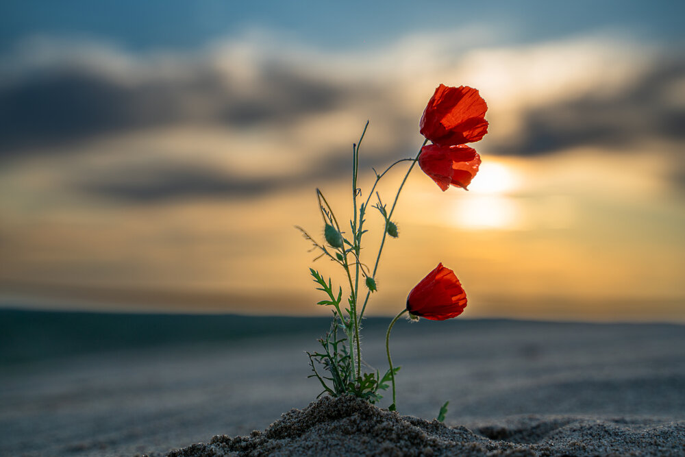 Photograph by Ринат Хайбулин