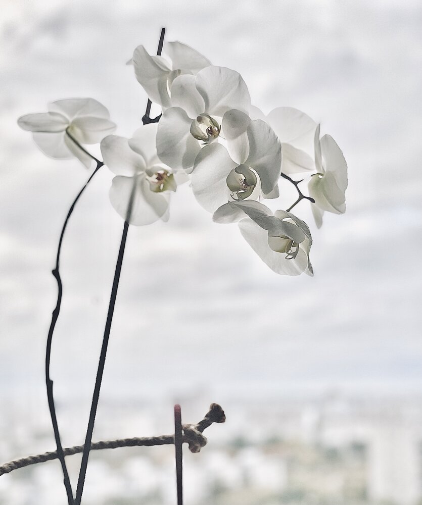 Photograph by Шарова Ольга