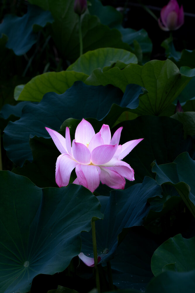 Photograph by j bao