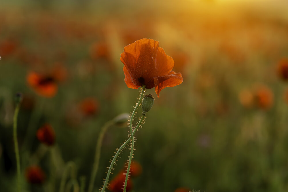 Photograph by Башкин Георгий