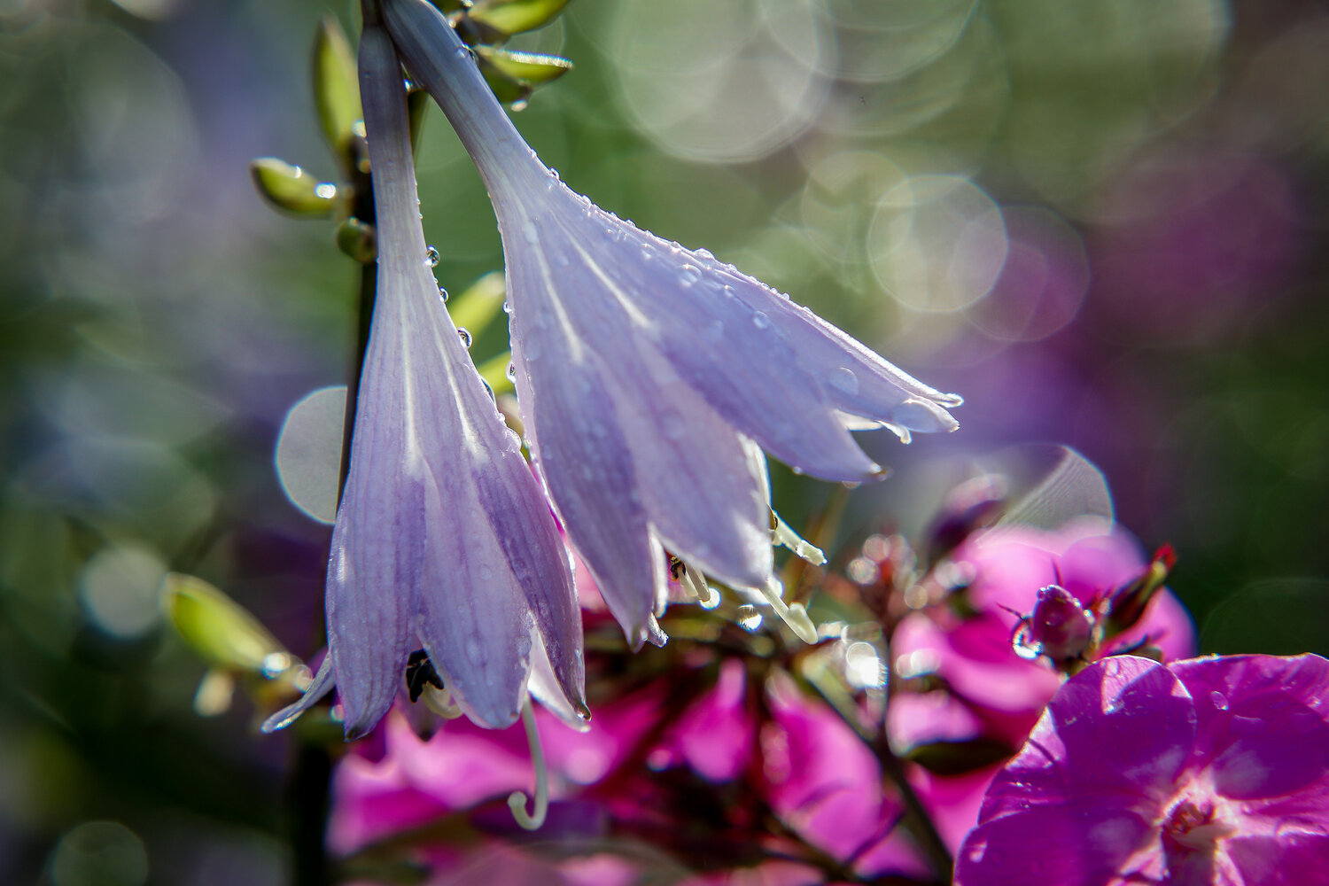 Photo #13848032