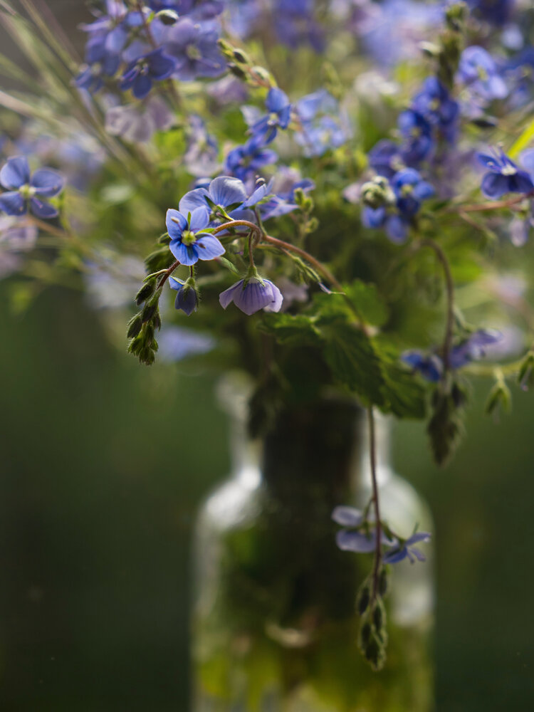 Photograph by Olga Schmidt