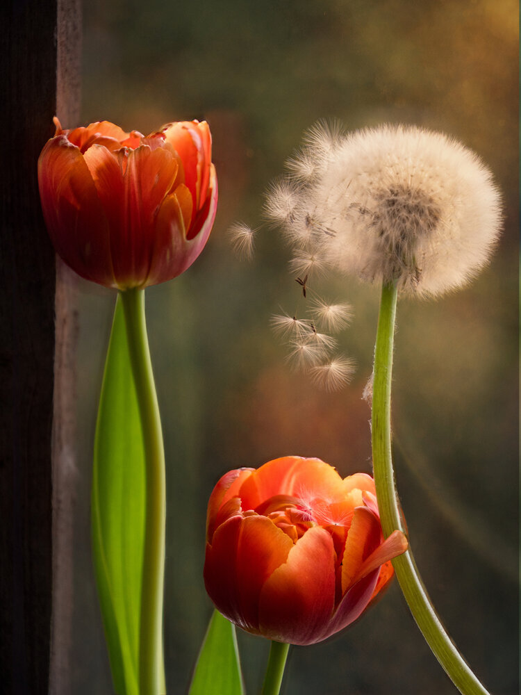 Photograph by Olga Schmidt