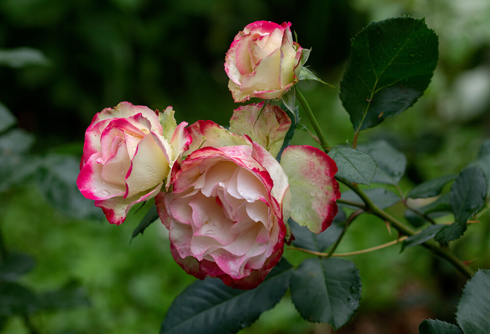 Photograph by Лидия Чугришина