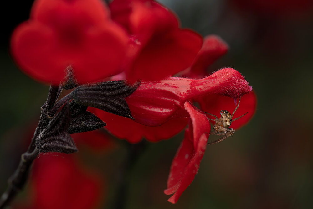 Photograph by Giorgio Castelli