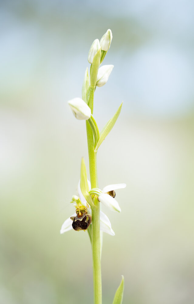 Photograph by Giorgio Castelli