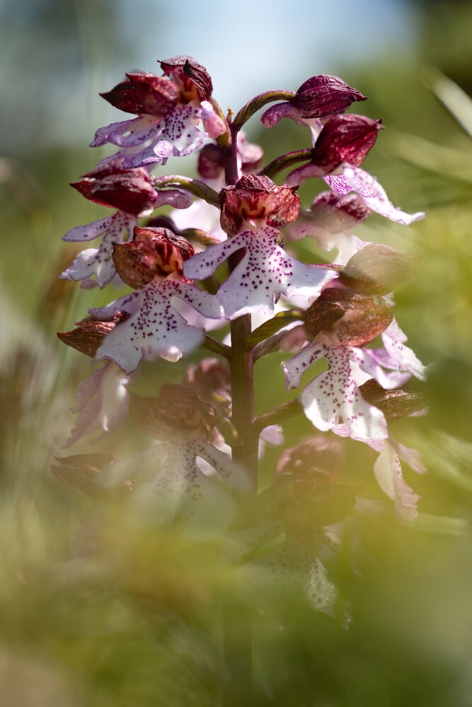 Photograph by Giorgio Castelli