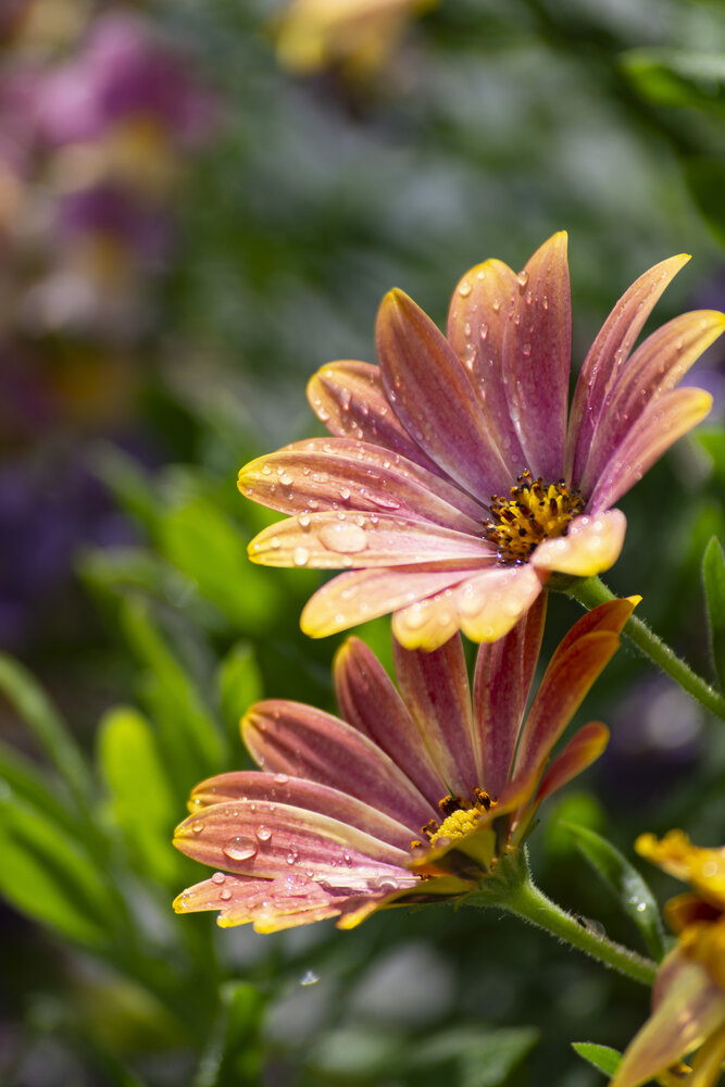 Osteospermum