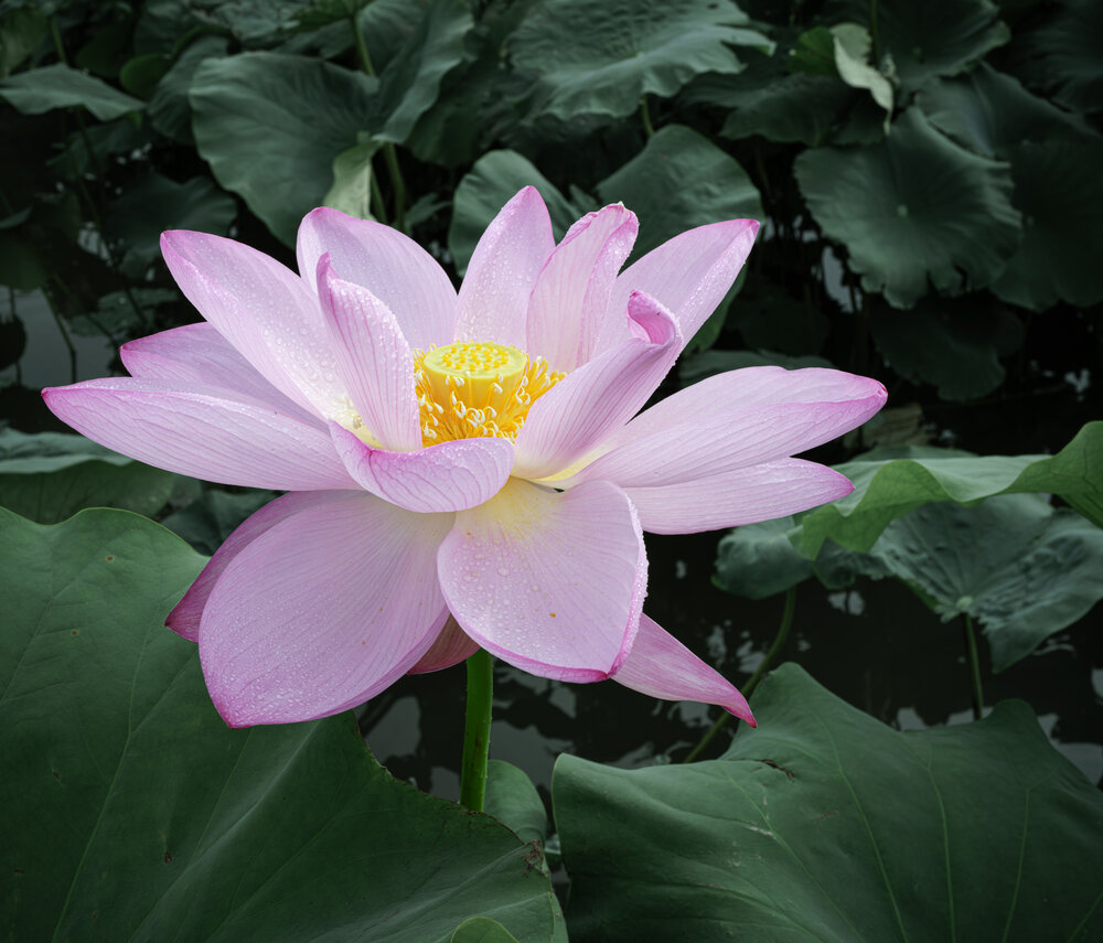 Photograph by KOBAYASHI KENJI