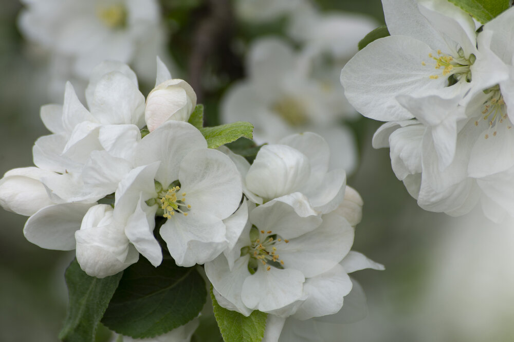The apple tree