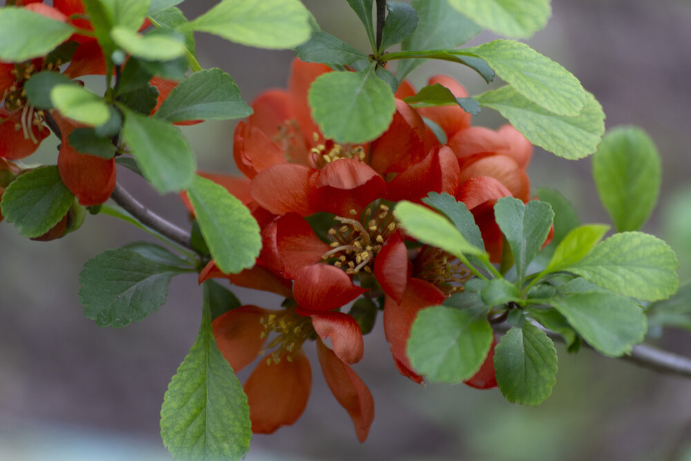 Japanese quince