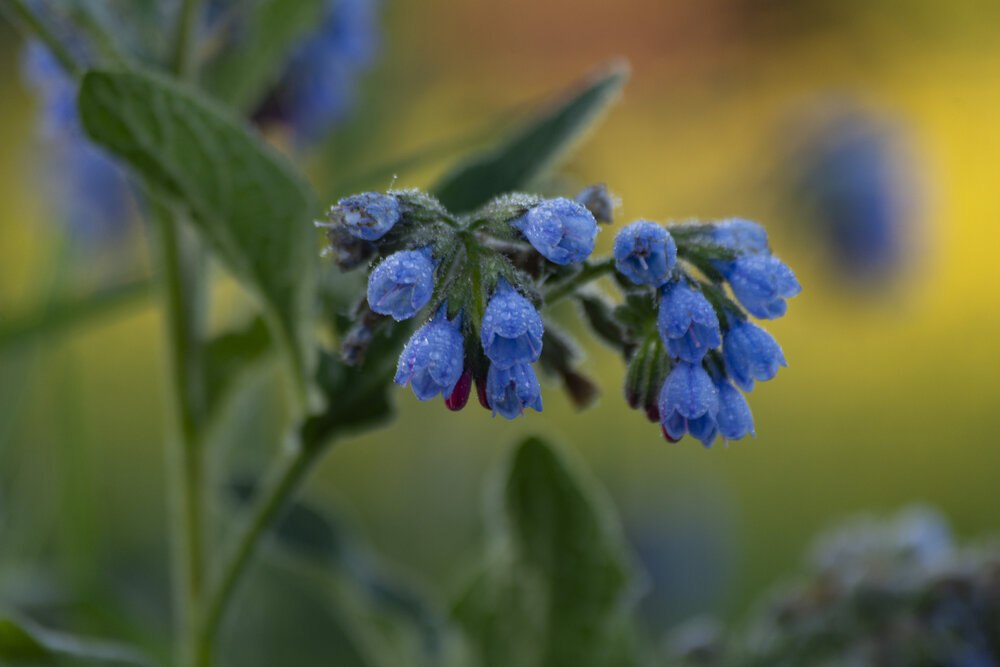 Rough comfrey flower