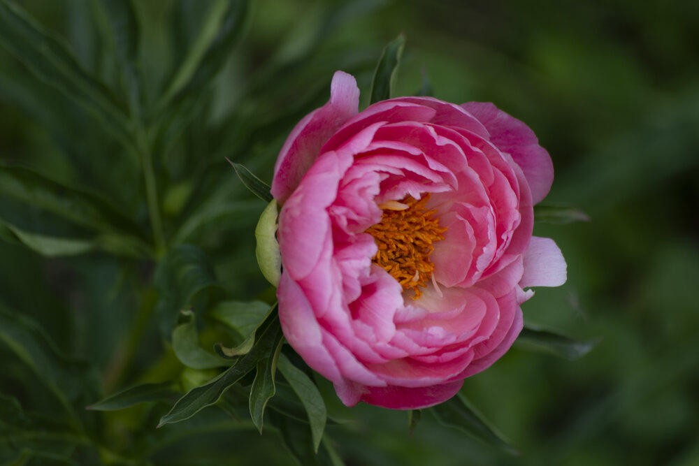 Pion