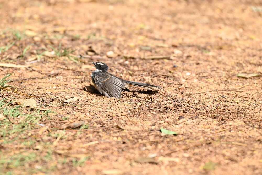 White-spotted fantail
