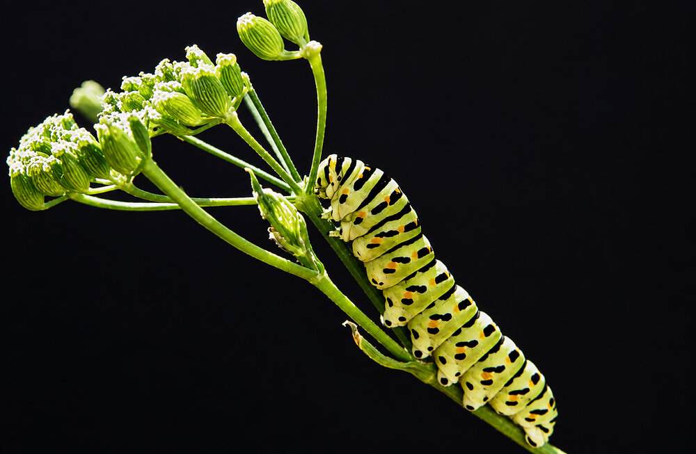 Photograph by Pancic Ivan