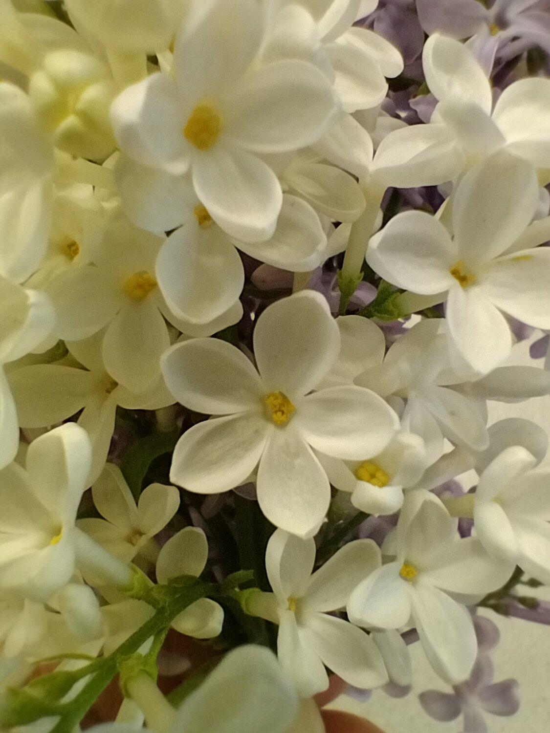 Photo #13848214