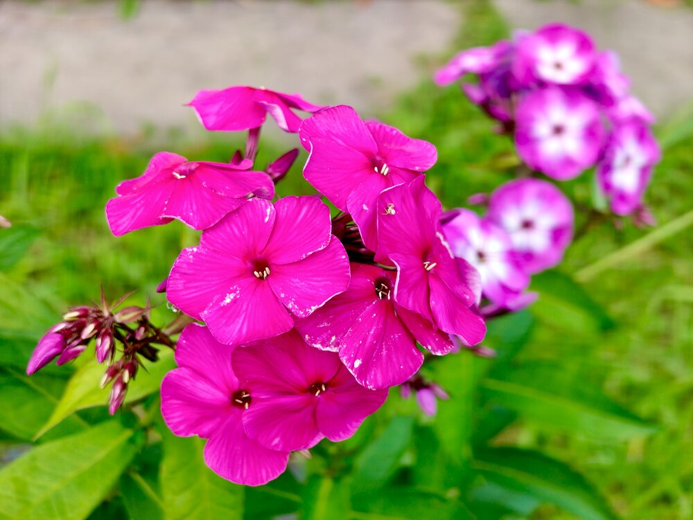 Photograph by Александр Сырейщиков