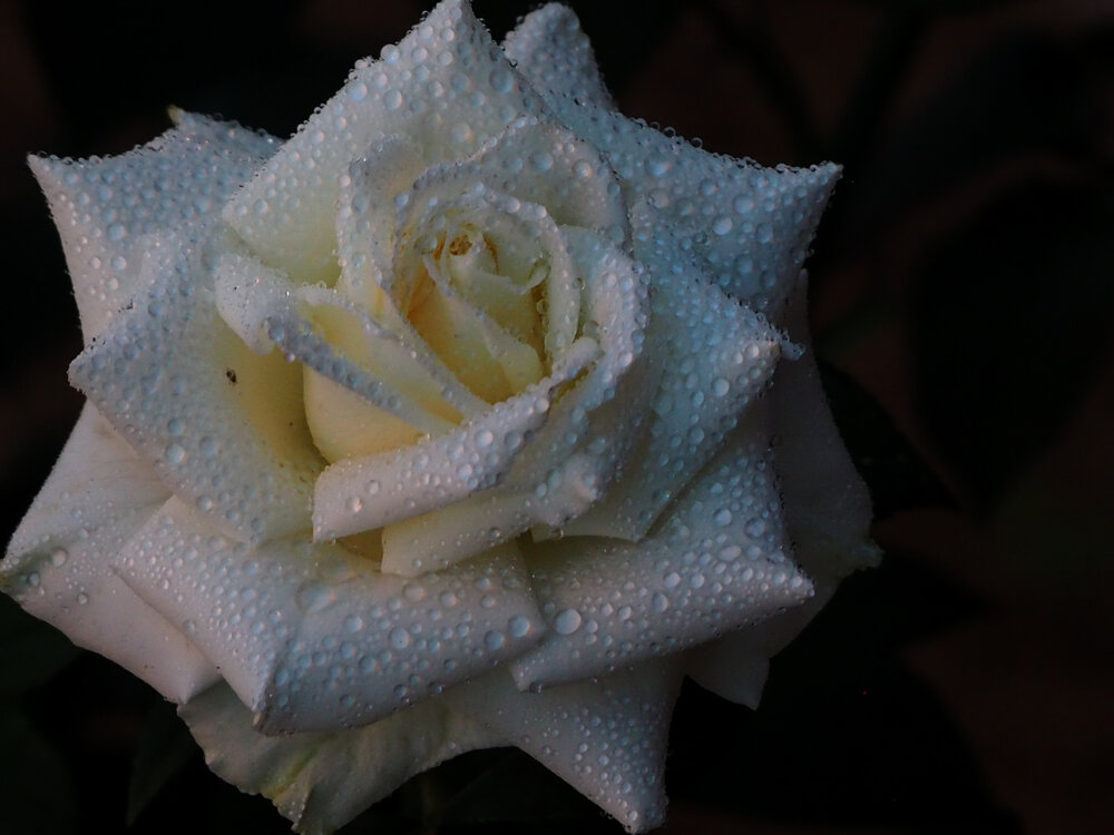Photograph by Елена Хализова