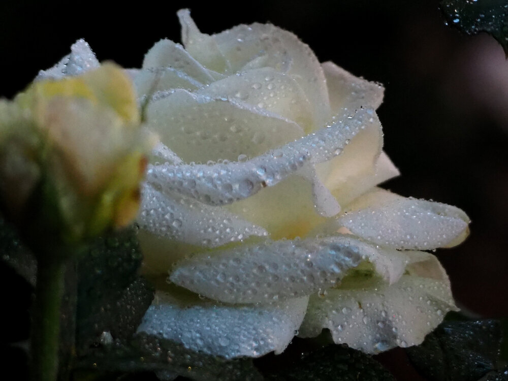 Photograph by Елена Хализова