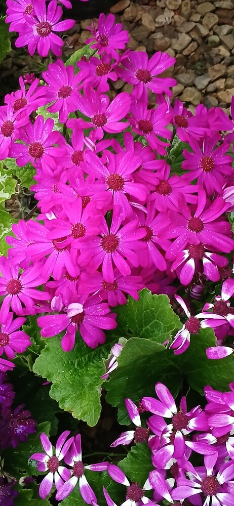 A. Season in Bloom
