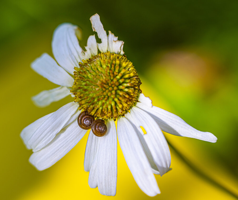 Фотография автора Yelnikova Olga