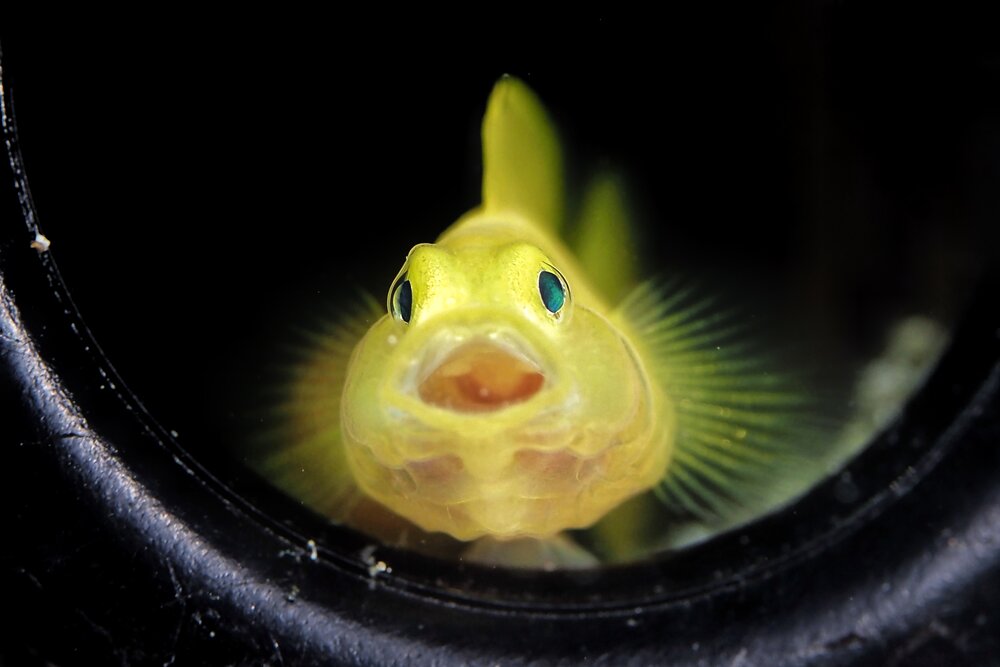 Photograph by Penn De Los Santos