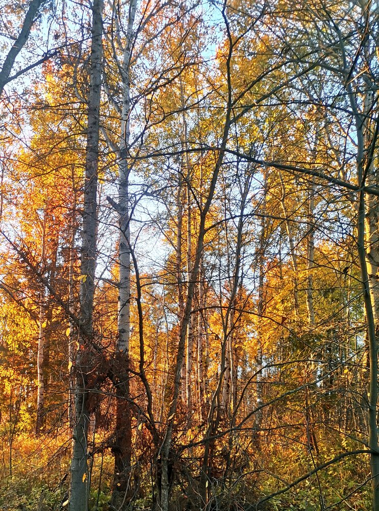 Photograph by Александр Бастраков