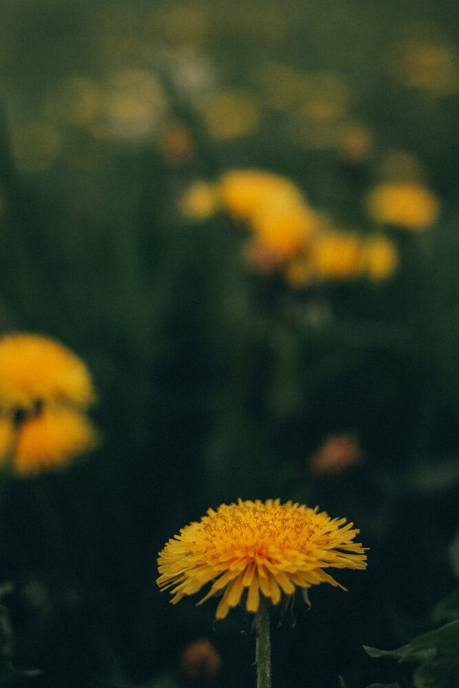 Photograph by Дарья Скутина